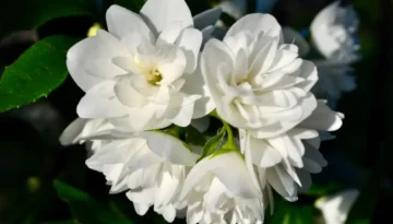 Para qué sirve el incienso de jazmín