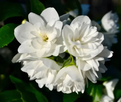 Para qué sirve el incienso de jazmín