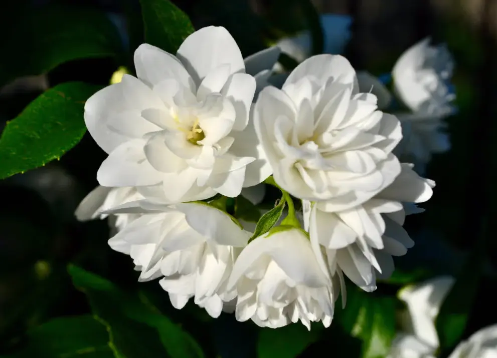 Para qué sirve el incienso de jazmín